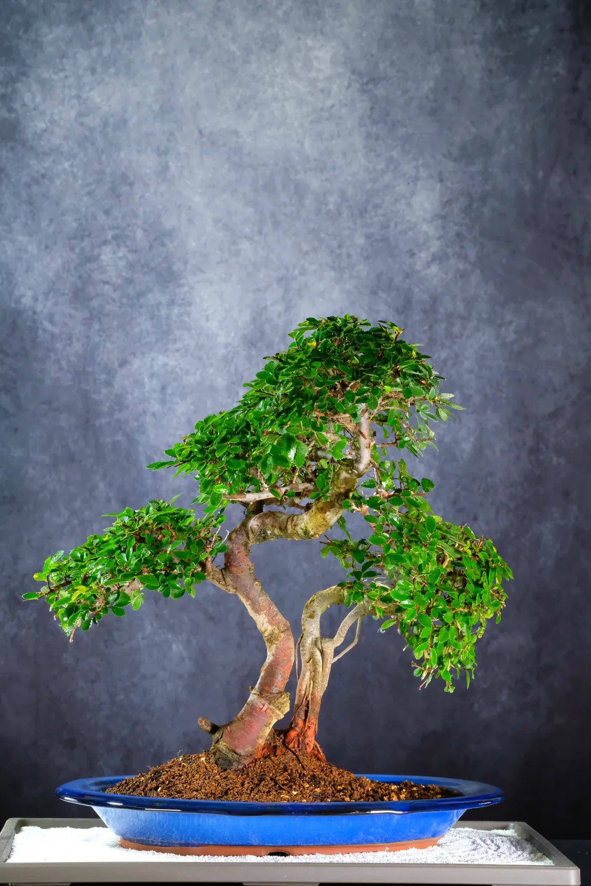 Exquisite Father & Son Chinese Elm Bonsai Landscape