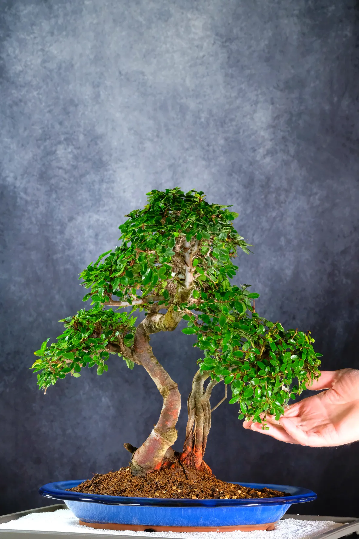 18-Year-Old Cork Bark Trees & Japanese Zen Garden