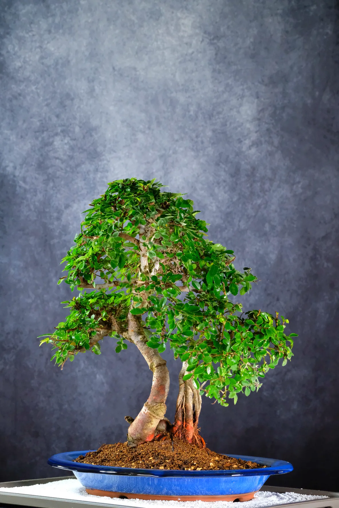 Father & Son Chinese Elm Indoor Bonsai Landscape - Sublime
