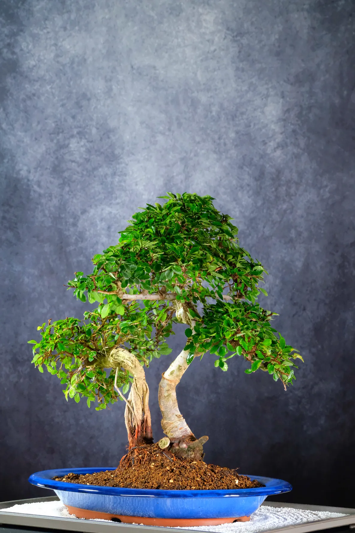 Ulmus parvifolia bonsai landscape - Sensational