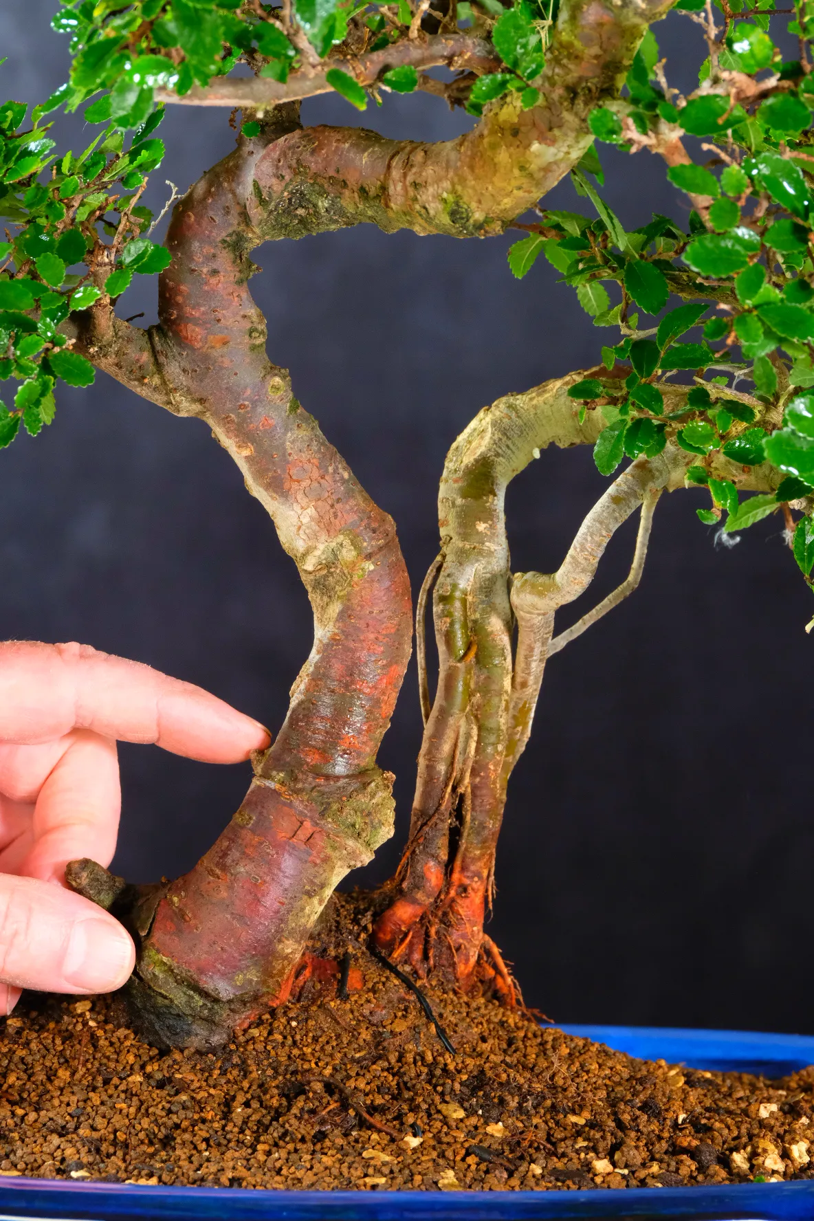 Close upon the characterful twin trunks of this Father & Son bonsai