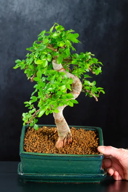 The trunk is twisty, powerful and wonderfully honest in its movement.