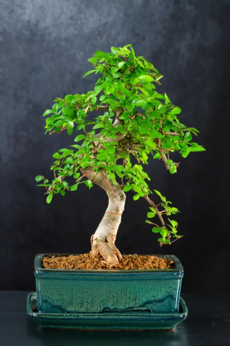 Chinese Elm Indoor Bonsai Favourite with Natural Flow & Lime-Green New Growth
