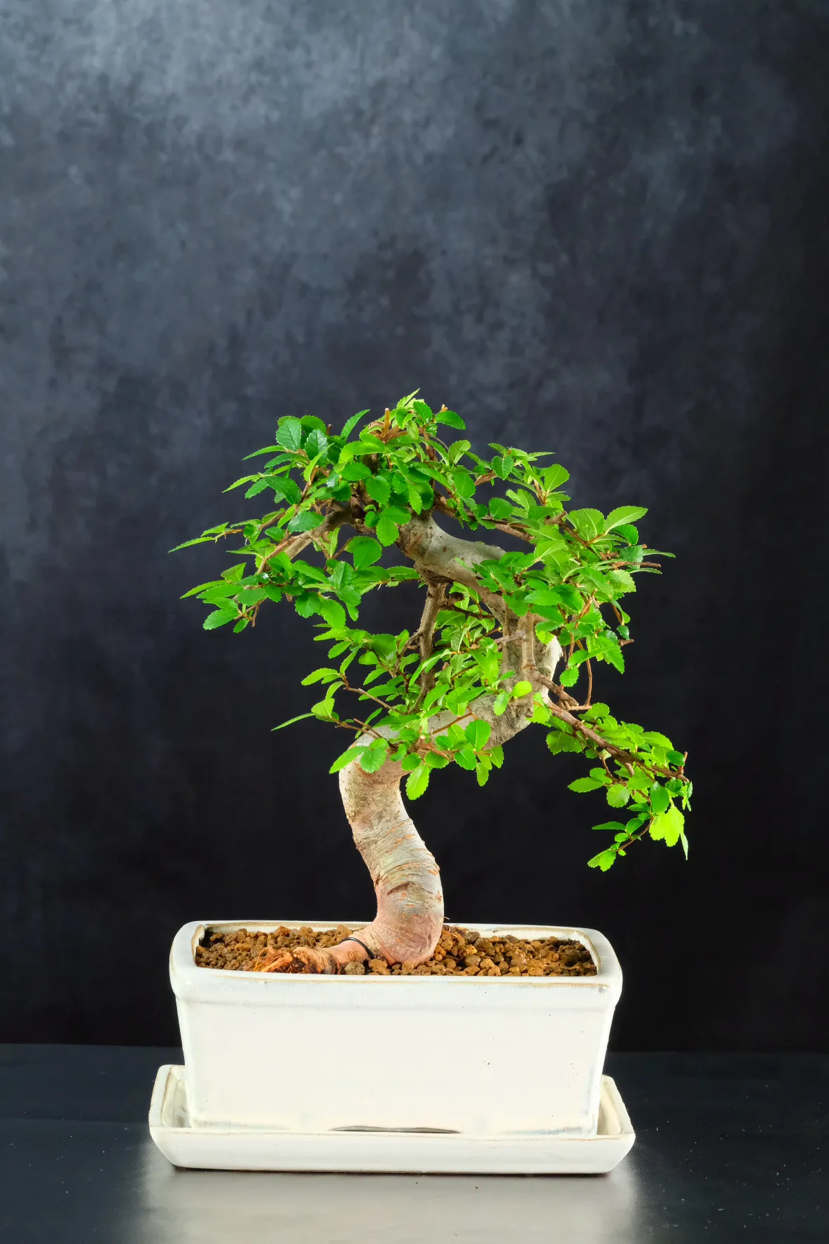 Artistic Chinese Elm Bonsai Tree