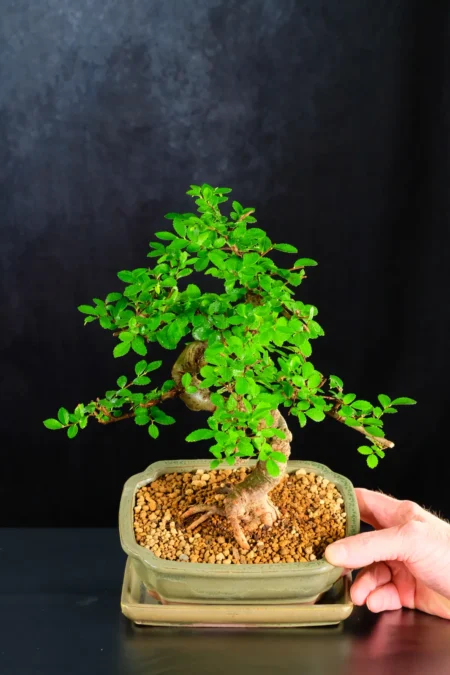 High Quality Twisting Chinese Elm Bonsai with Powerful Trunk | Ulmus parvifolia