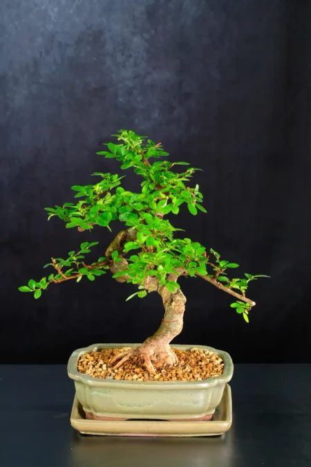 Beautiful 12-Year-Old Twisting Chinese Elm Bonsai Tree | Powerful Trunk & Premium Dwarf Form