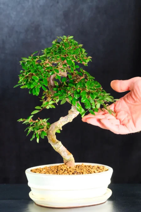 Wonderful Elm bonsai (Ulmus parvifolia) bonsai in new cream pot