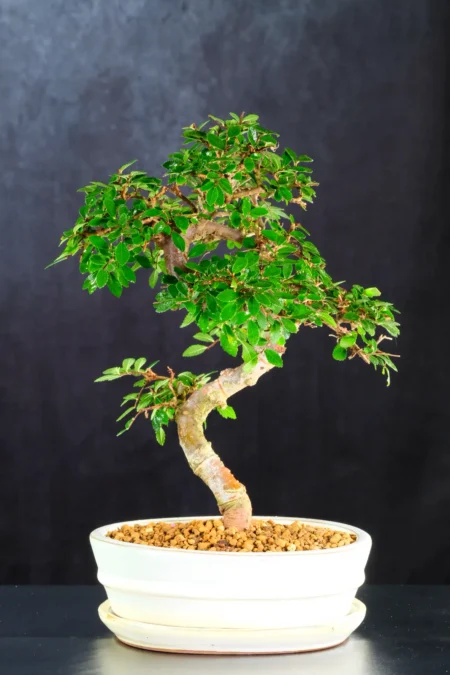Incredible Chinese Elm Bonsai Tree | Neat, Commanding Presence & Impressive Stature in Miniature Form