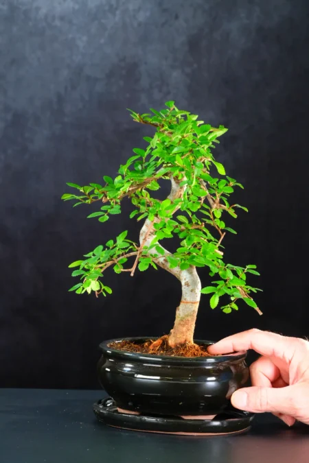 Powerful Chinese Elm Bonsai | Easy Care with Evergreen Leaves