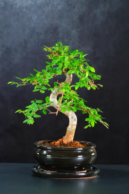 Powerful Chinese Elm Bonsai | Easy Care with Evergreen Leaves