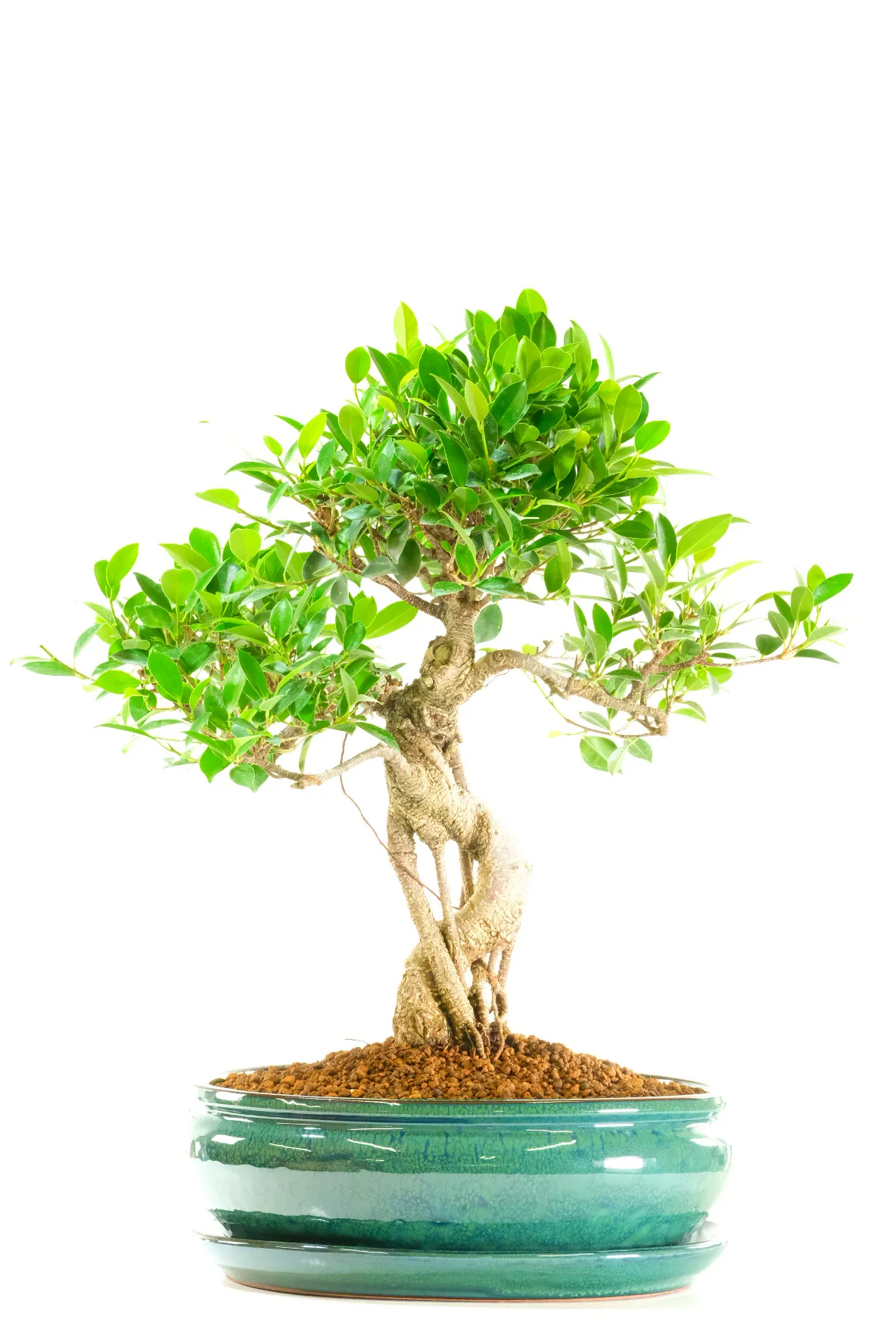 Spectacular 19-Year-Old Large Ficus Bonsai – A Truly Artistic Specimen