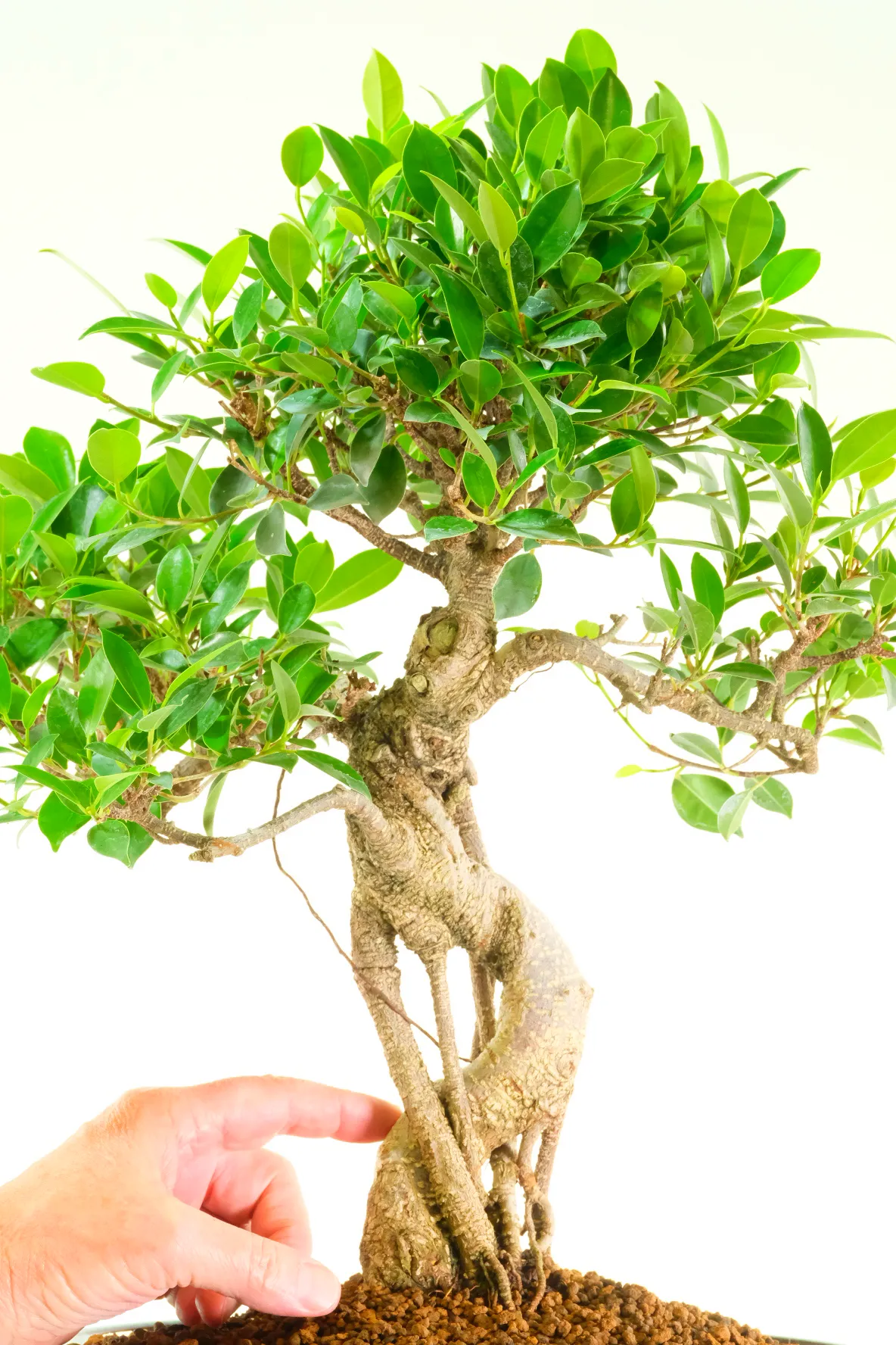 Beautiful ficus bonsai with superb aerial roots