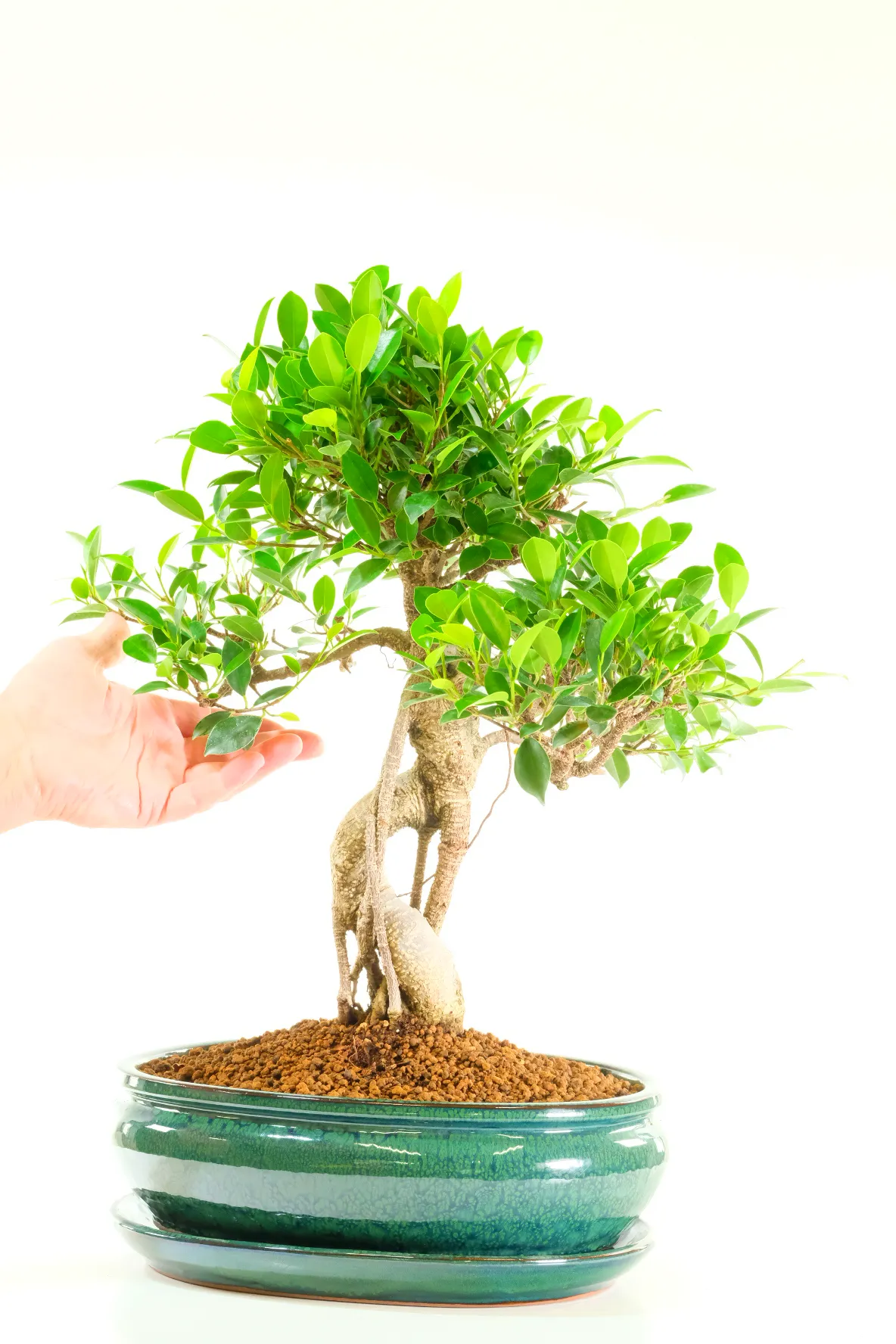 High quality large Ficus bonsai for beginners for sale