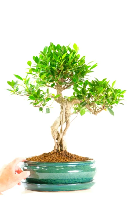 Stupendous Indoor Ficus Bonsai Tree with Breath-Taking Root Styling