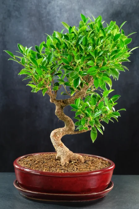 18 year old Ficus Bonsai Tree (Ficus retusa) – Indoor Banyan Bonsai