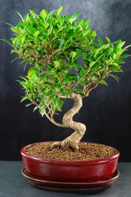 Ficus retusa premium large indoor bonsai tree for sale