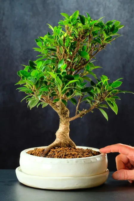 Ficus retusa bonsai for sale in brand new drum pot in ivory
