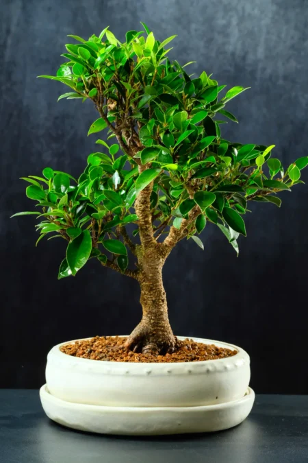 Absolutely Phenomenal Indoor Ficus Bonsai Tree | Banyan Tree