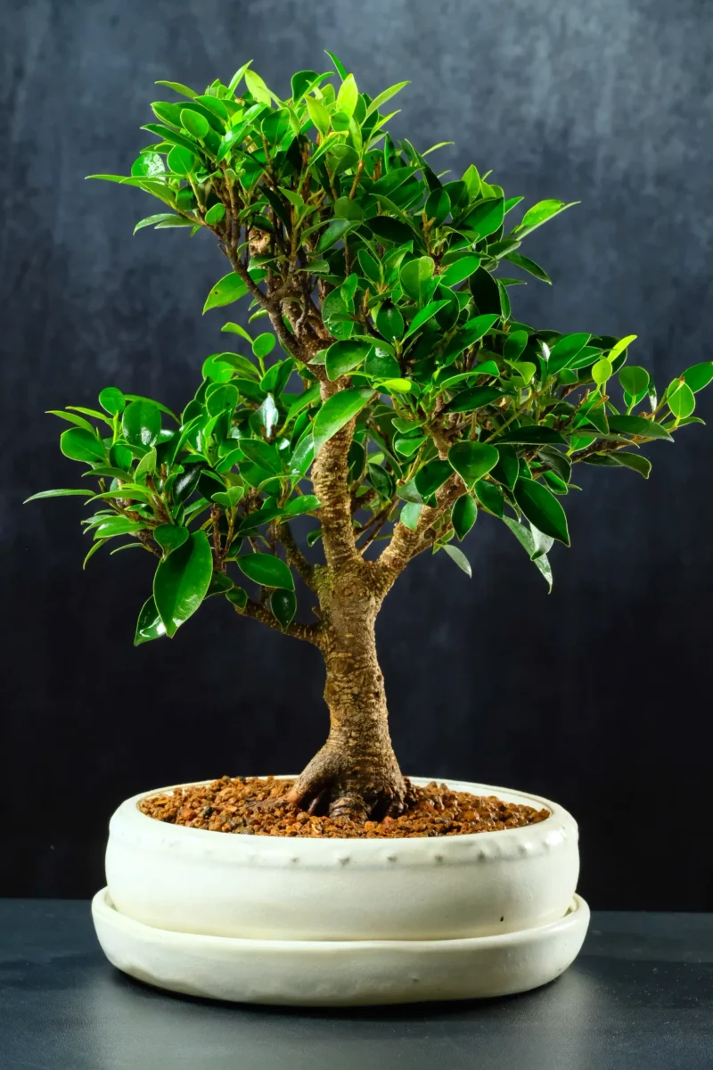 Absolutely Phenomenal Indoor Ficus Bonsai Tree | Banyan Tree