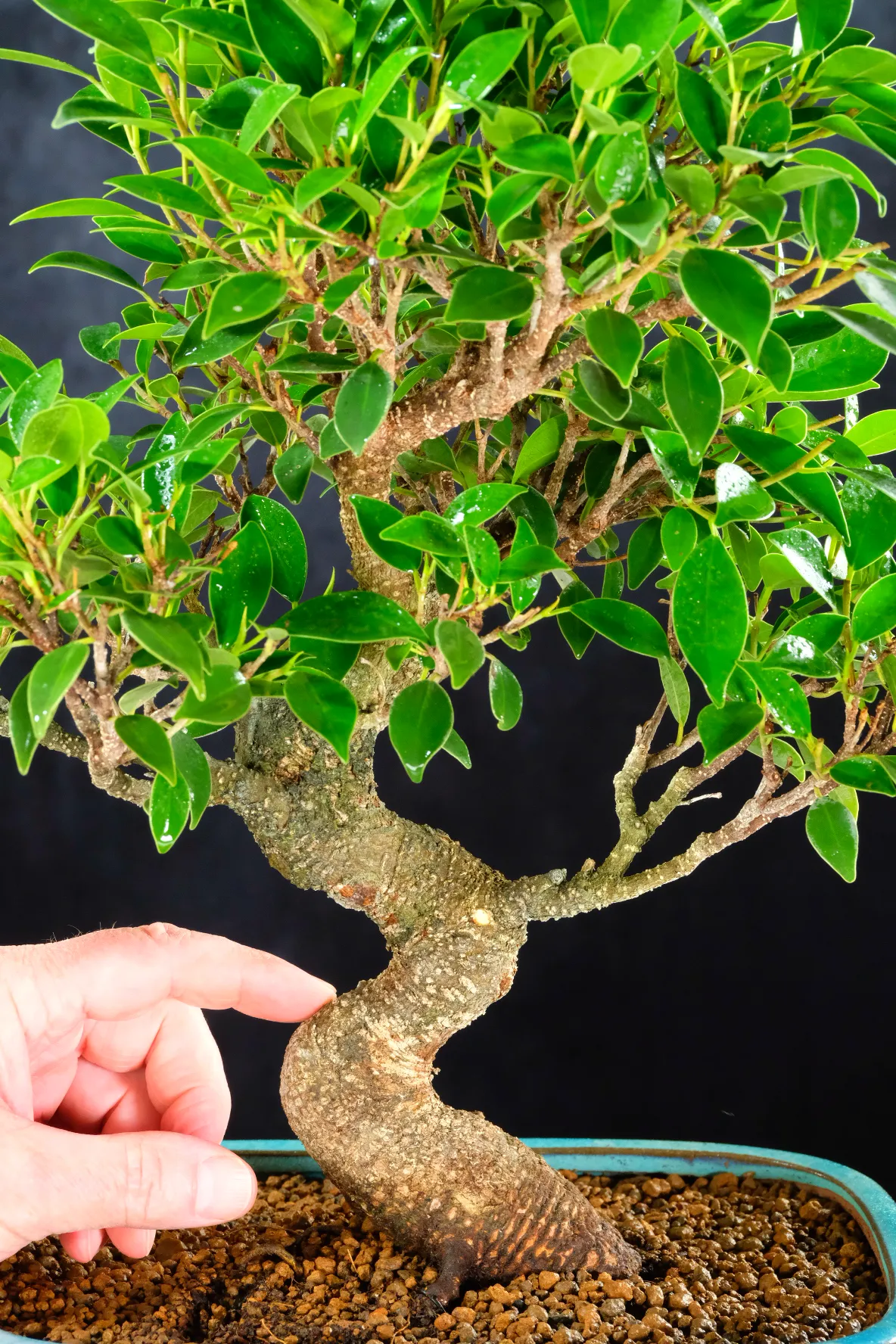 Close up of the song twisting trunk design | Ficus bonsai tree for sale