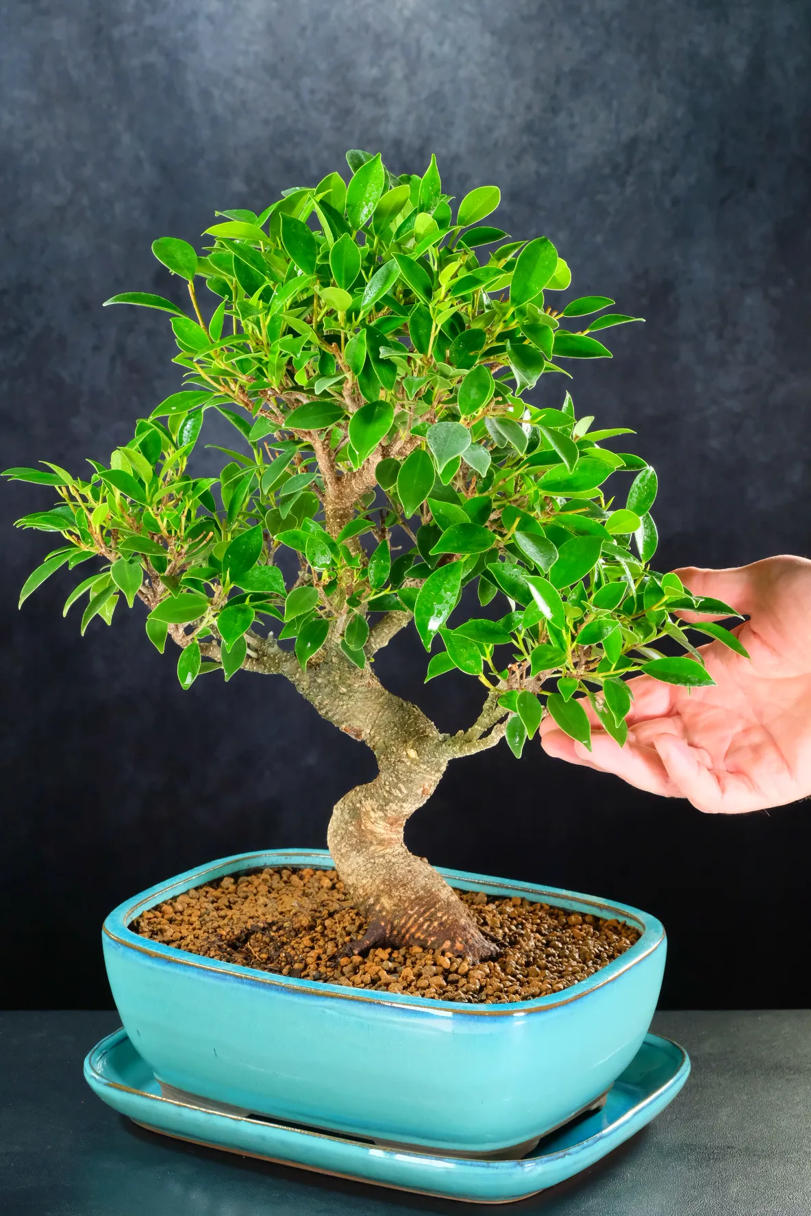 Superb ramification, power & character Ficus retusa