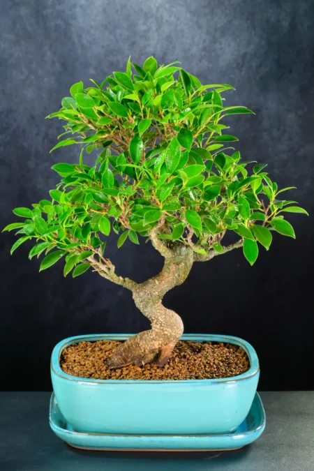 Top quality Ficus bonsai for sale in turquoise pot