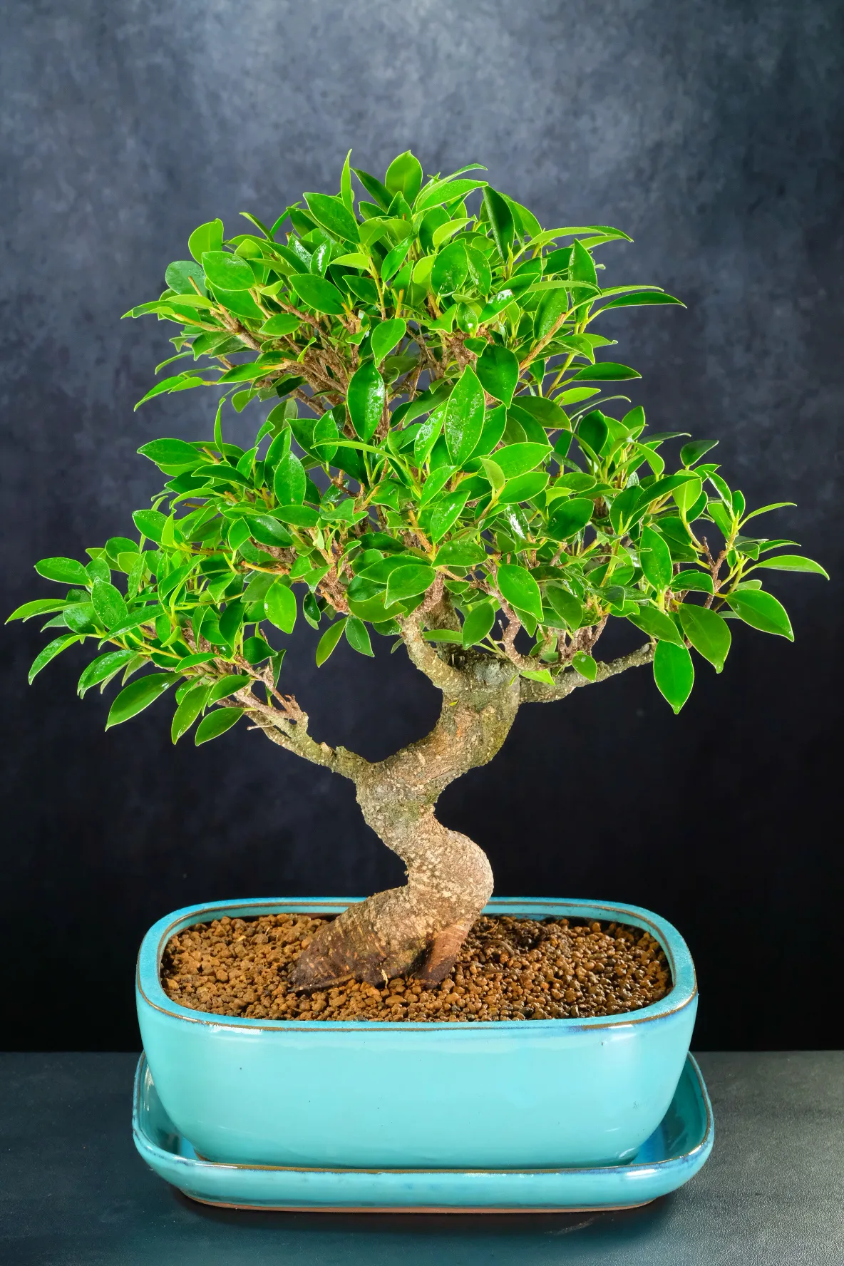 Top quality Ficus bonsai for sale in turquoise pot