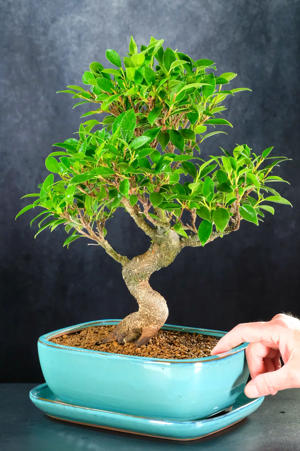 Exquisite Indoor Ficus Bonsai Tree | Banyan Tree