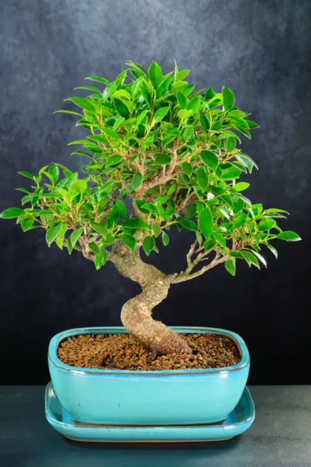 19-Year-Old Ficus retusa – Premium Banyan Bonsai with Powerful Nebari and Beautiful Trunk Taper