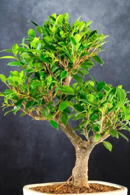 Beautifully placed branches with rich green leaves - Lovely canopy