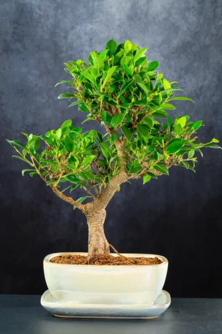 Ficus Retusa - A Symbolic Masterpiece of Beauty and Nurturing | Fruiting Now