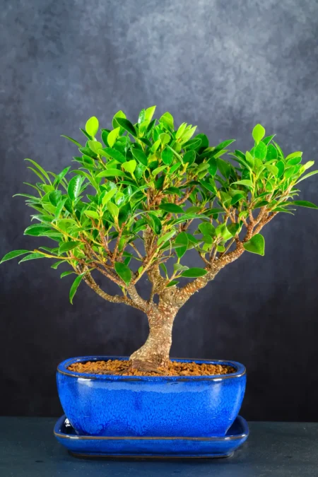 Banyan Tree Bonsai – Mature Ficus retusa in Royal Blue Ceramic Pot