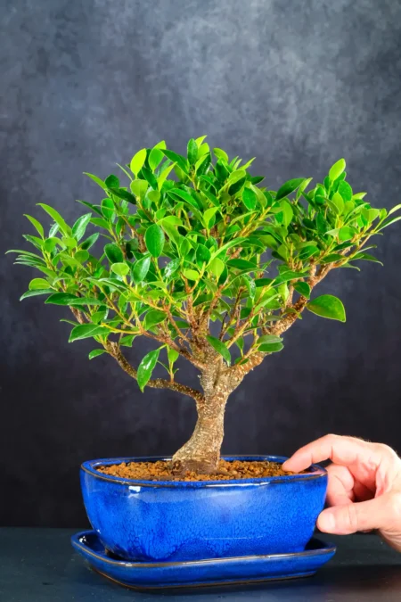 Informal Upright Easy Care Ficus Retusa with Silvery Striations | Top Quality