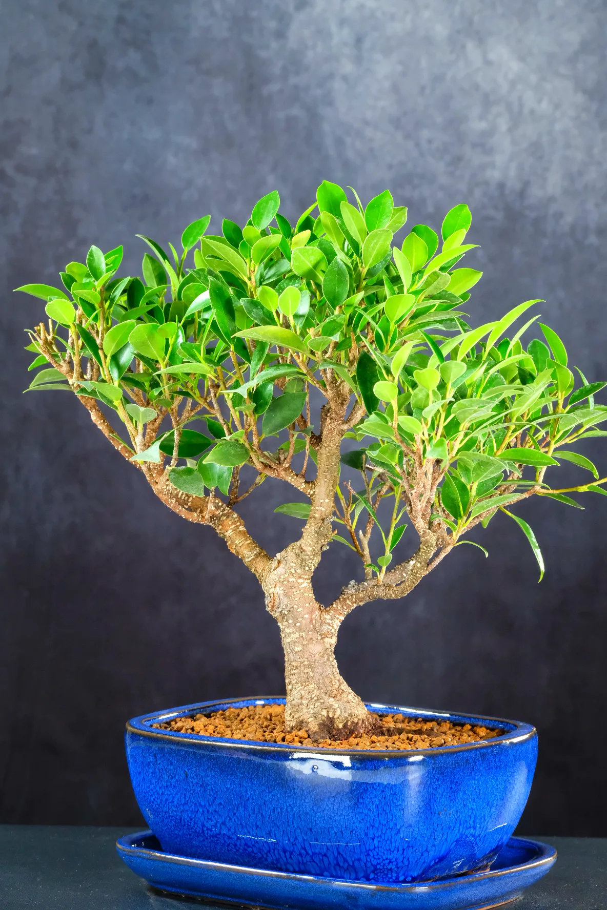 Uncluttered top quality ficus bonsai | Easy care
