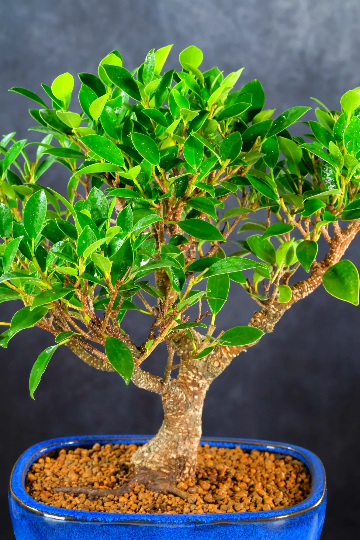 Uncluttered top quality ficus bonsai | Easy care