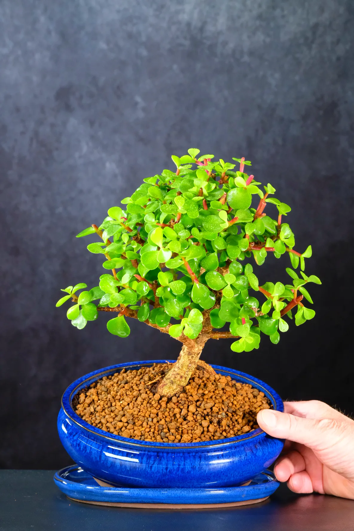 A Beautifully Mature Jade Plant or Premium Money Tree Bonsai