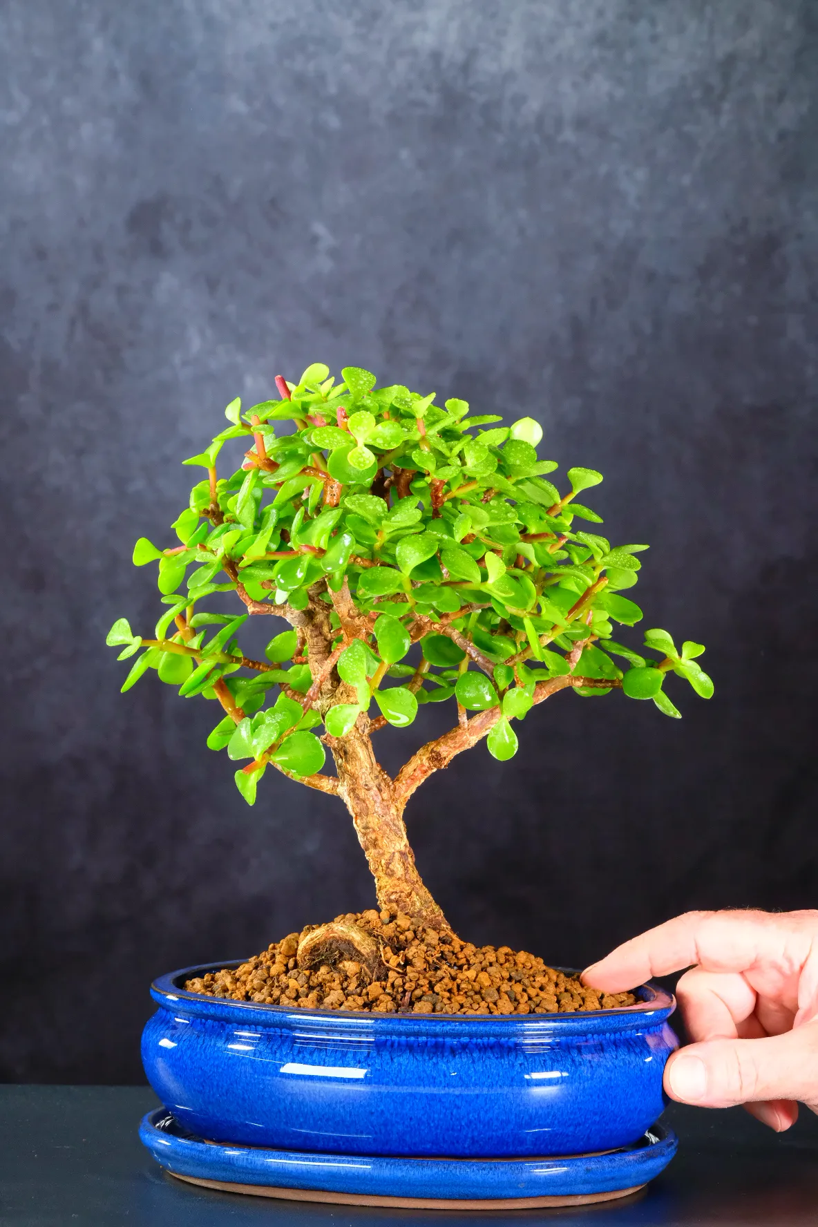 Strong Bold Jade Bonsai - Money Tree Bonsai Symbolises Luck & Prosperity