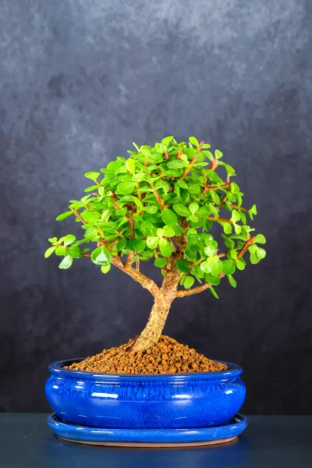 10-Year-Old Premium Money Tree Bonsai | Mature Cork Bark Trunk & Vibrant Green Foliage