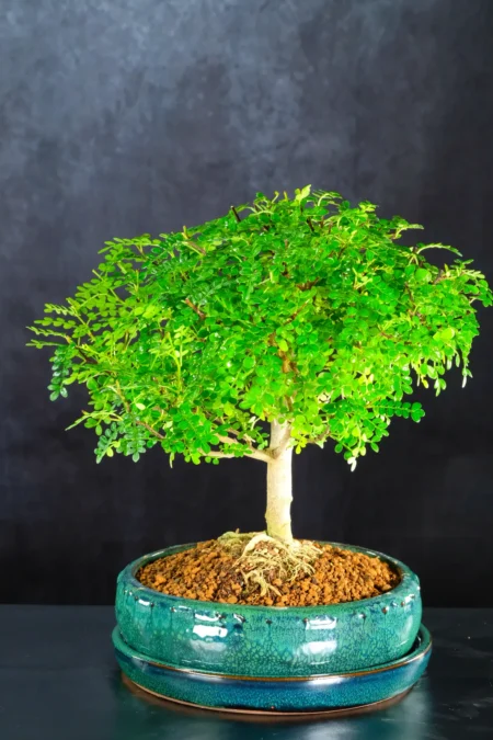 Sensational Indoor Aromatic Pepper Tree Bonsai with Amazing Styling and Fragrant Deep Green Glossy Leaves