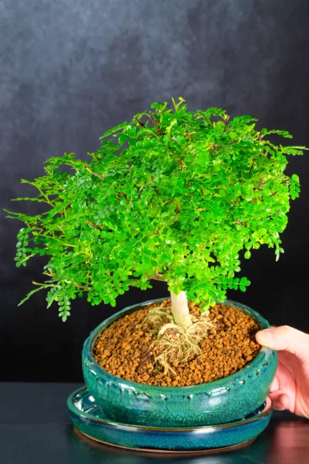 Zanthoxylum Bonsai Tree – Fragrant, Characterful, and Full of Life