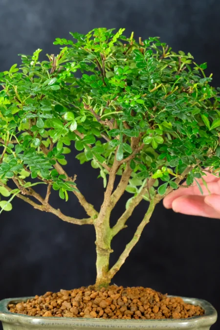 A Developing Broom Shape with Lovely Potential