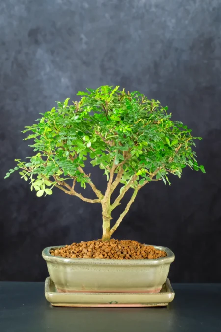 A Young 7 year old Japanese Pepper Tree Full of Character