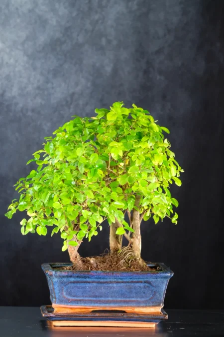 Mini forest Sageretia Bonsai tree
