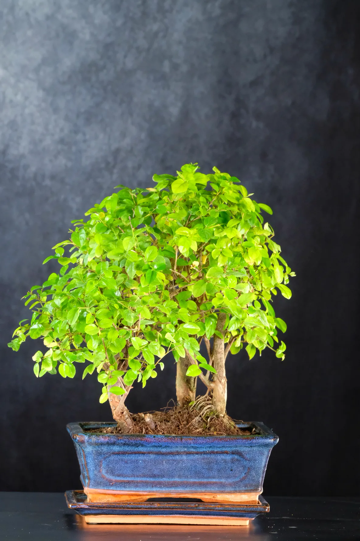 Mini forest Sageretia Bonsai tree