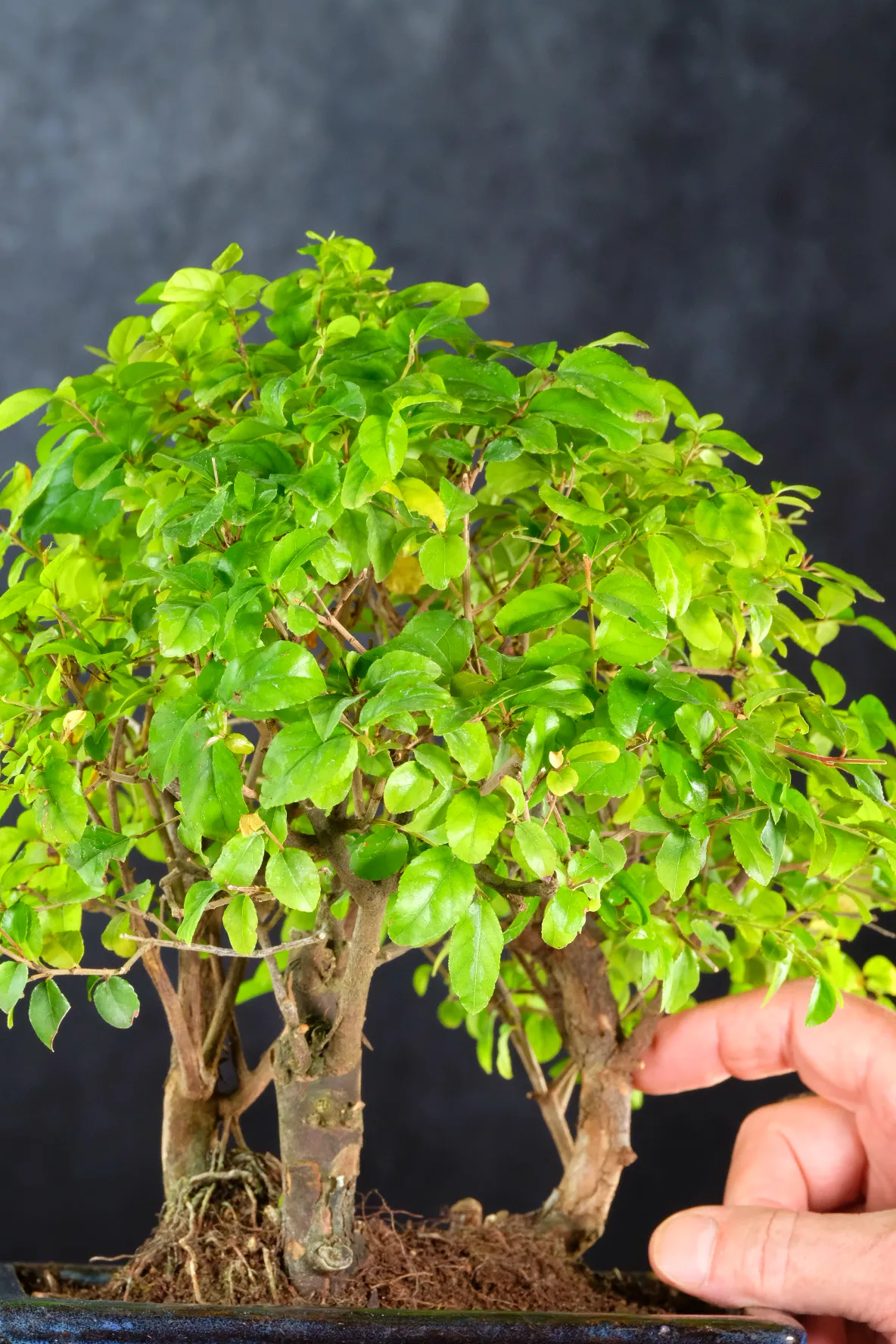 Mini Sageretia Bonsai Forest | Trio of 3 Easy Care Indoor Bonsai