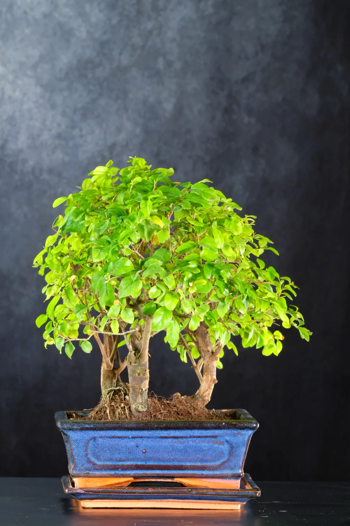 Chinese Sweet Plum 8 years old | Mini Sageretia Bonsai Forest in Traditional Blue Ceramic Pot