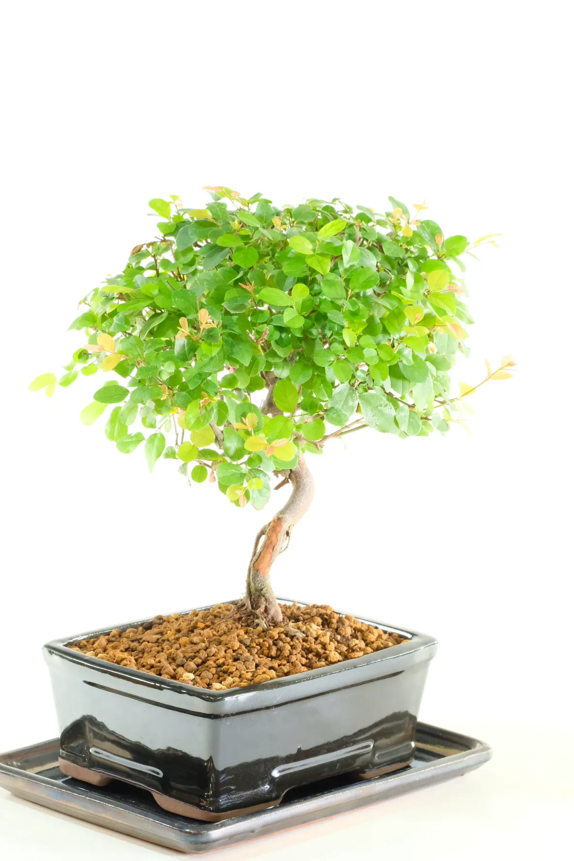 From a bonsai nursery passionate about providing the very best