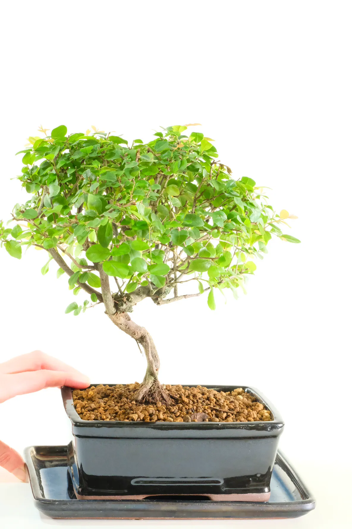 Indoor Bonsai Tree with Subtle Colours