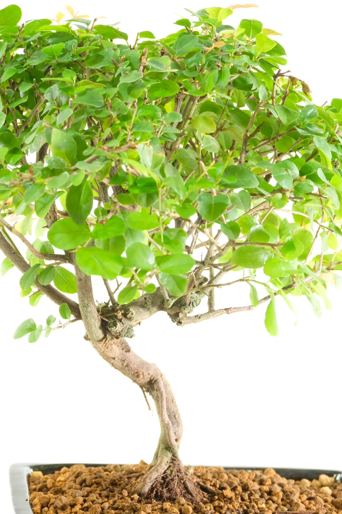 S-shaped Sageretia theezans bonsai for sale