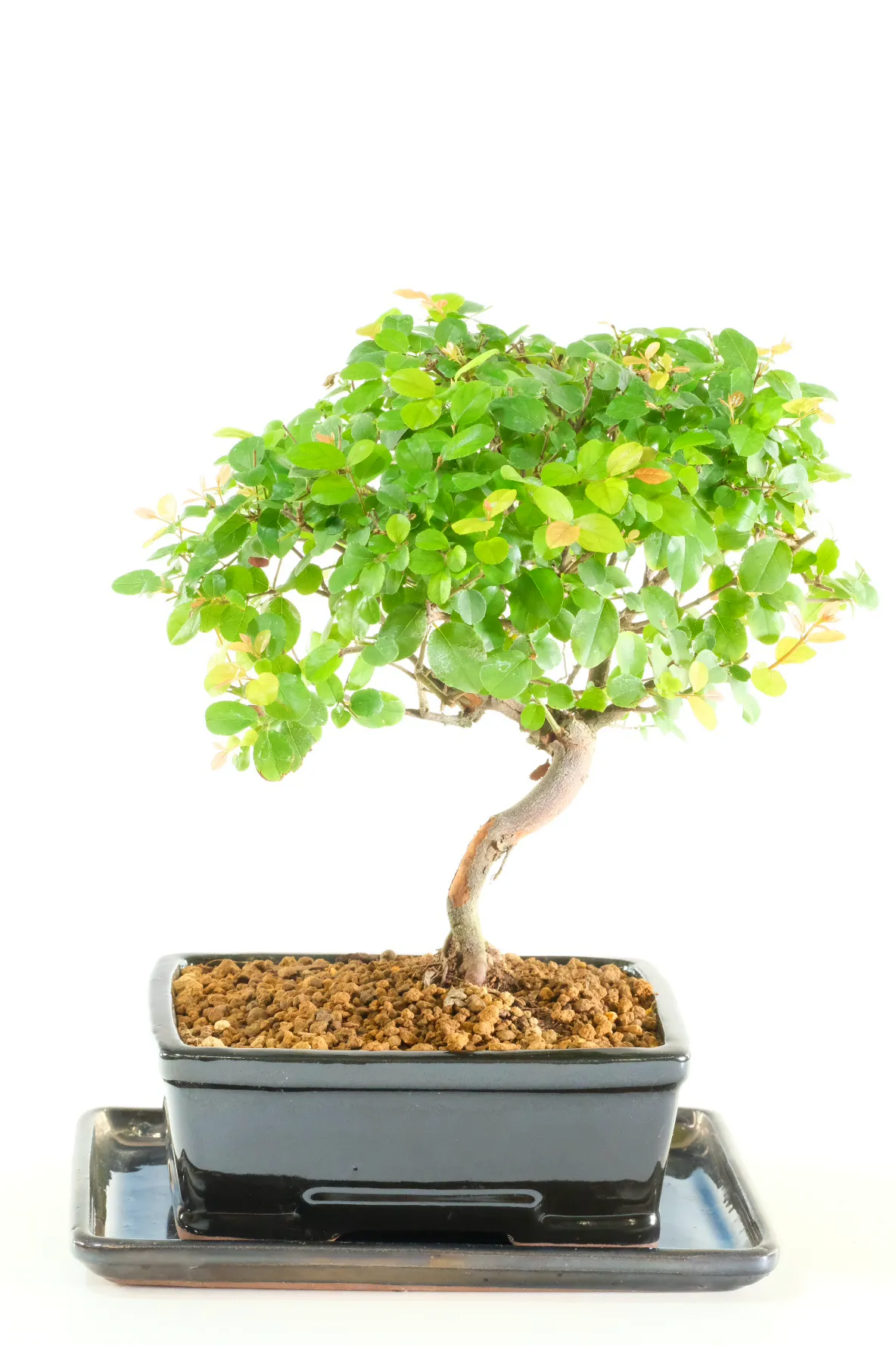 Adorable Miniature Indoor Bonsai Tree
